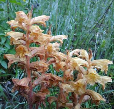 Imagem de Orobanche lutea Baumg.