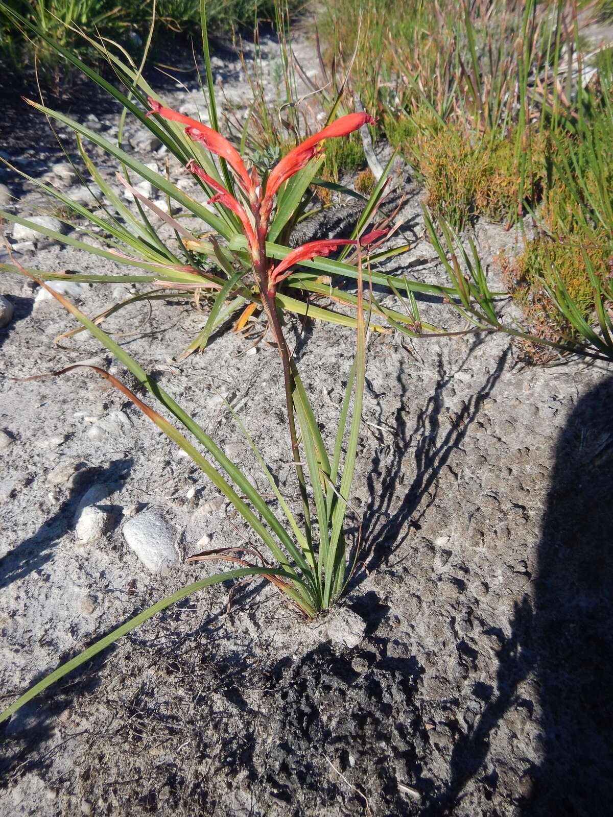 Image de Tritoniopsis caffra (N. E. Br.) Goldblatt & J. C. Manning