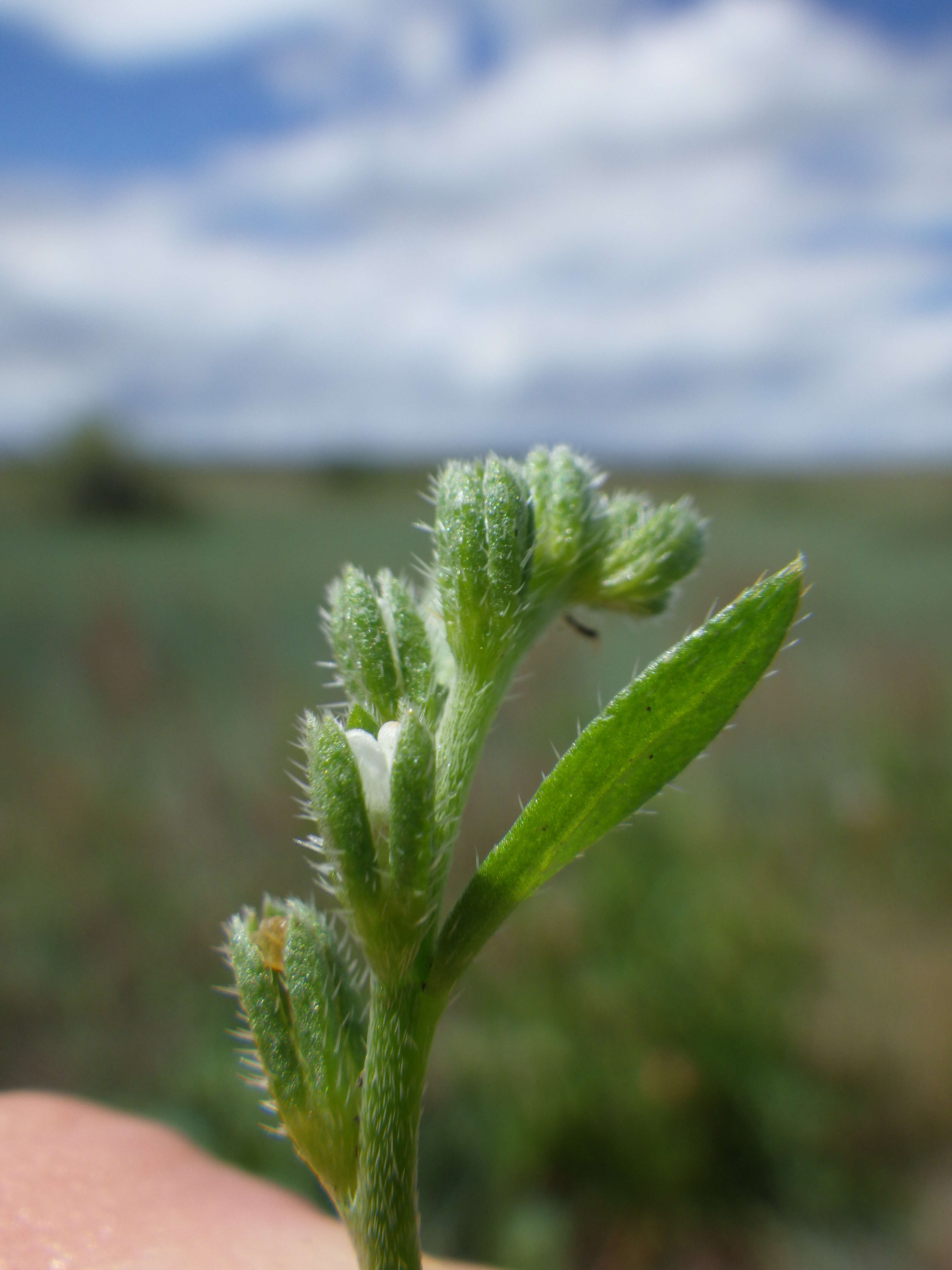 Image of finebranched popcornflower