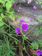 Sivun Geranium soboliferum Kom. kuva