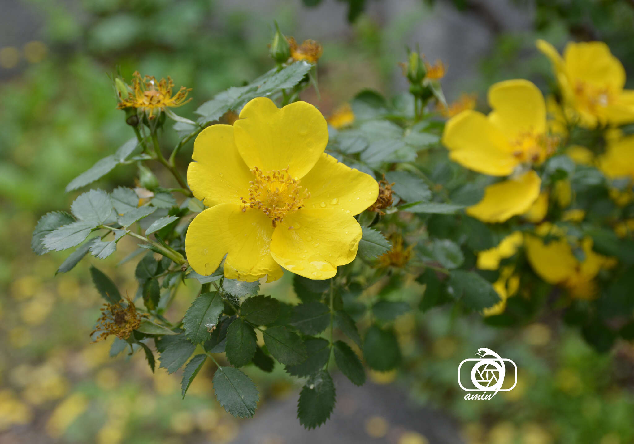 Imagem de Rosa foetida J. Herrm.