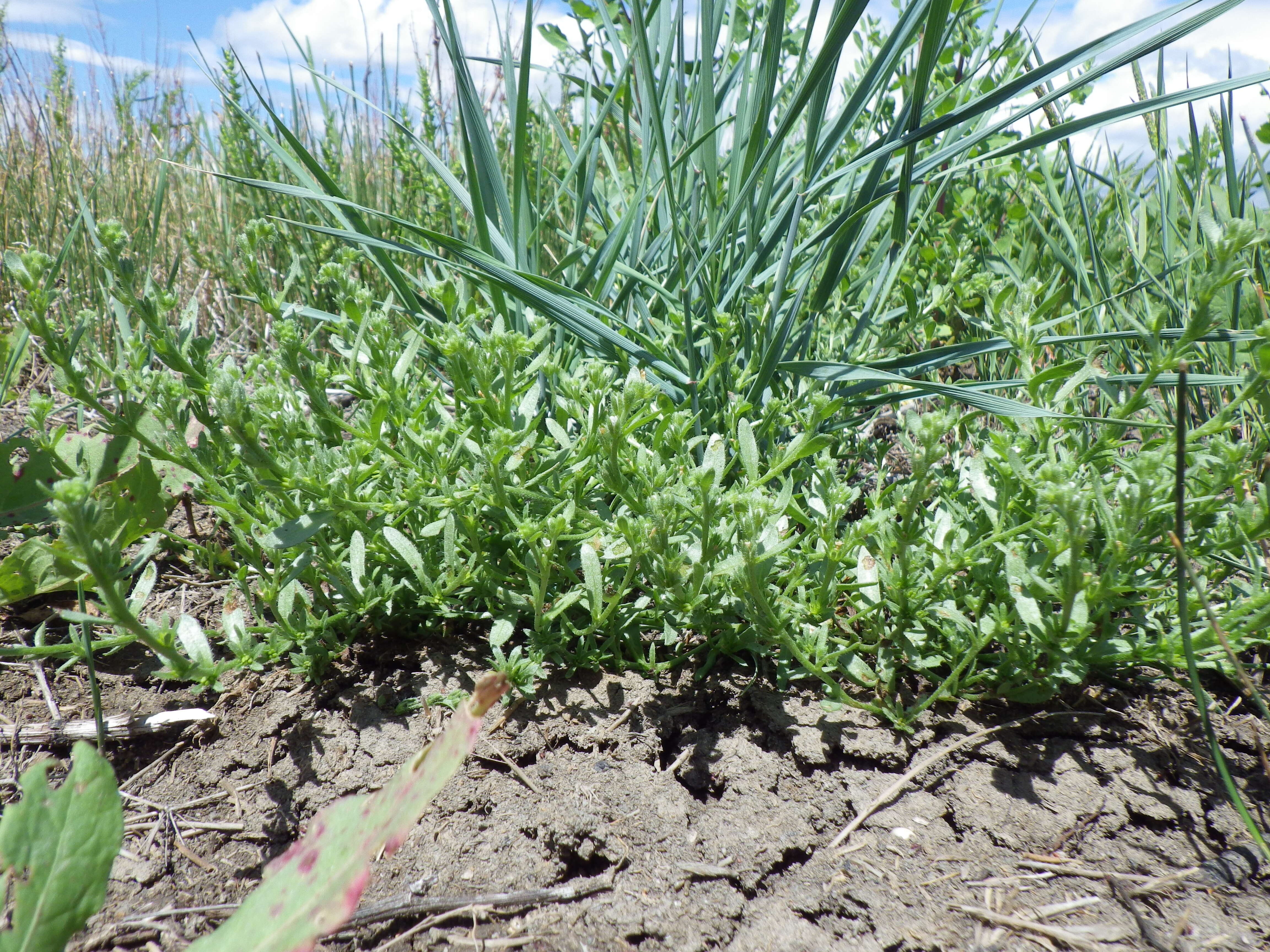 Image of finebranched popcornflower