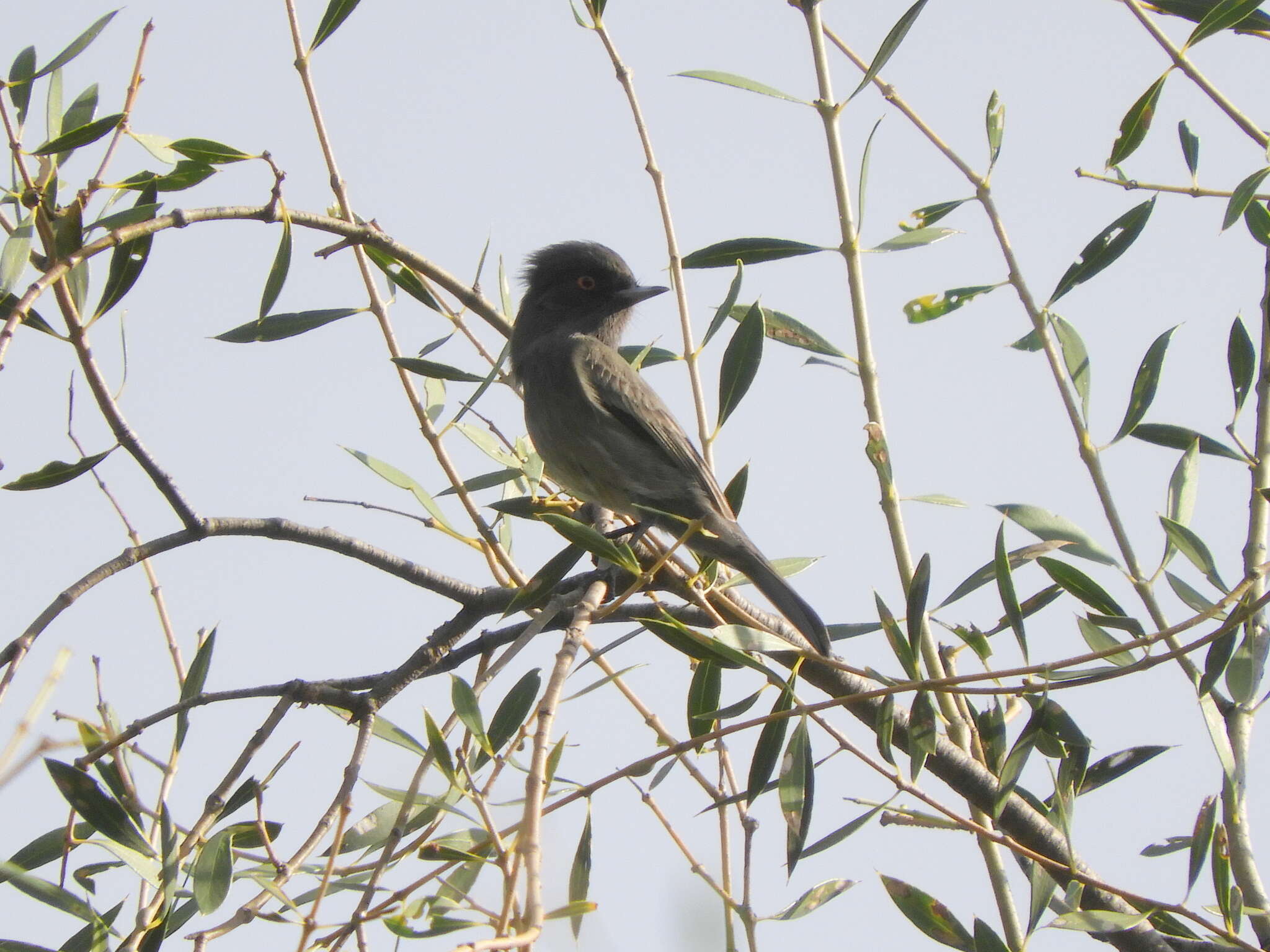 Imagem de Knipolegus striaticeps (d'Orbigny & Lafresnaye 1837)