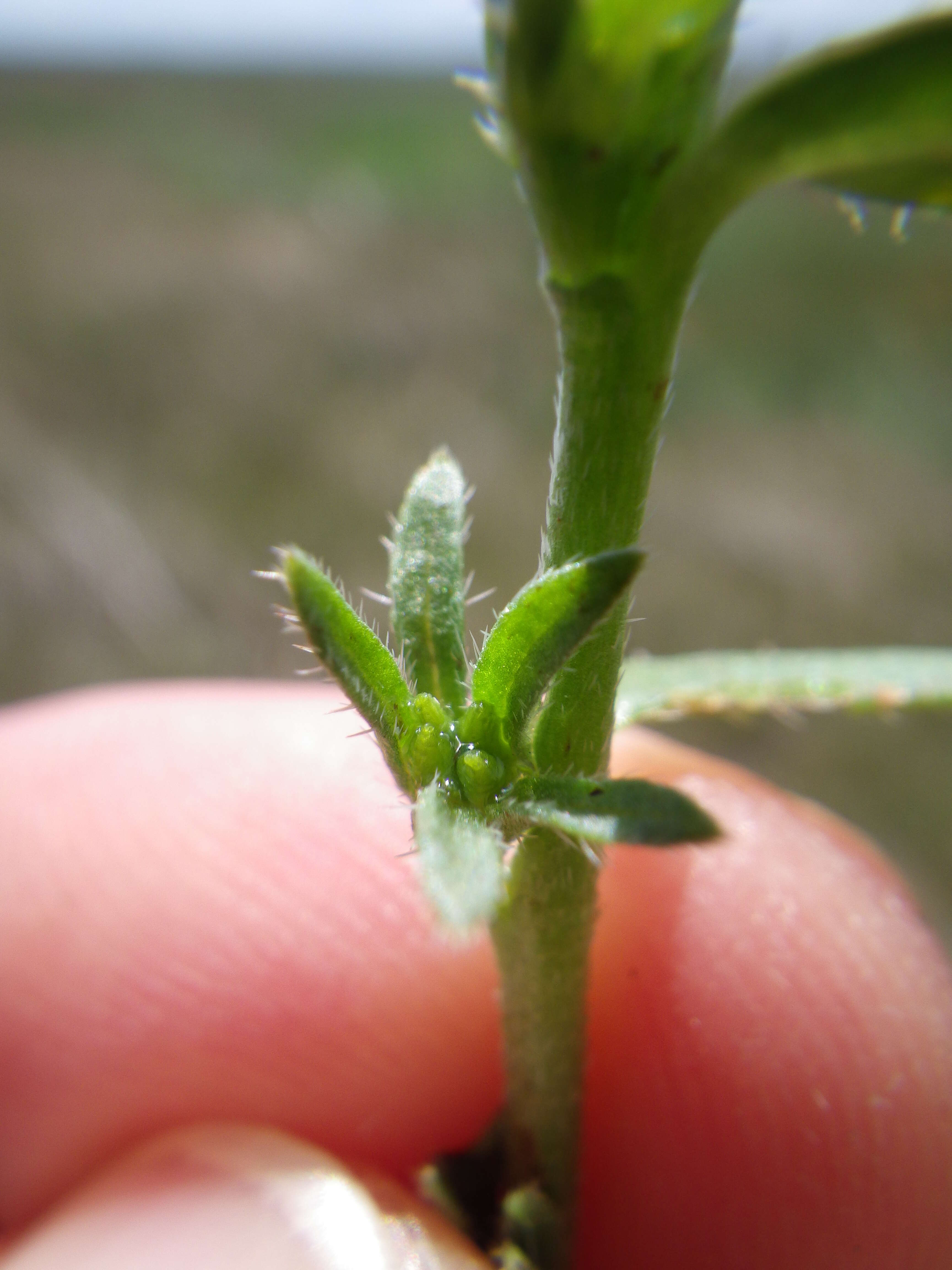 Image of finebranched popcornflower