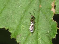 Image of Gastracanthus pulcherrimus Westwood 1833