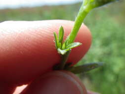 Image of finebranched popcornflower