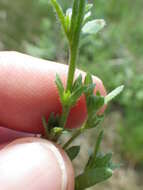 Image of finebranched popcornflower