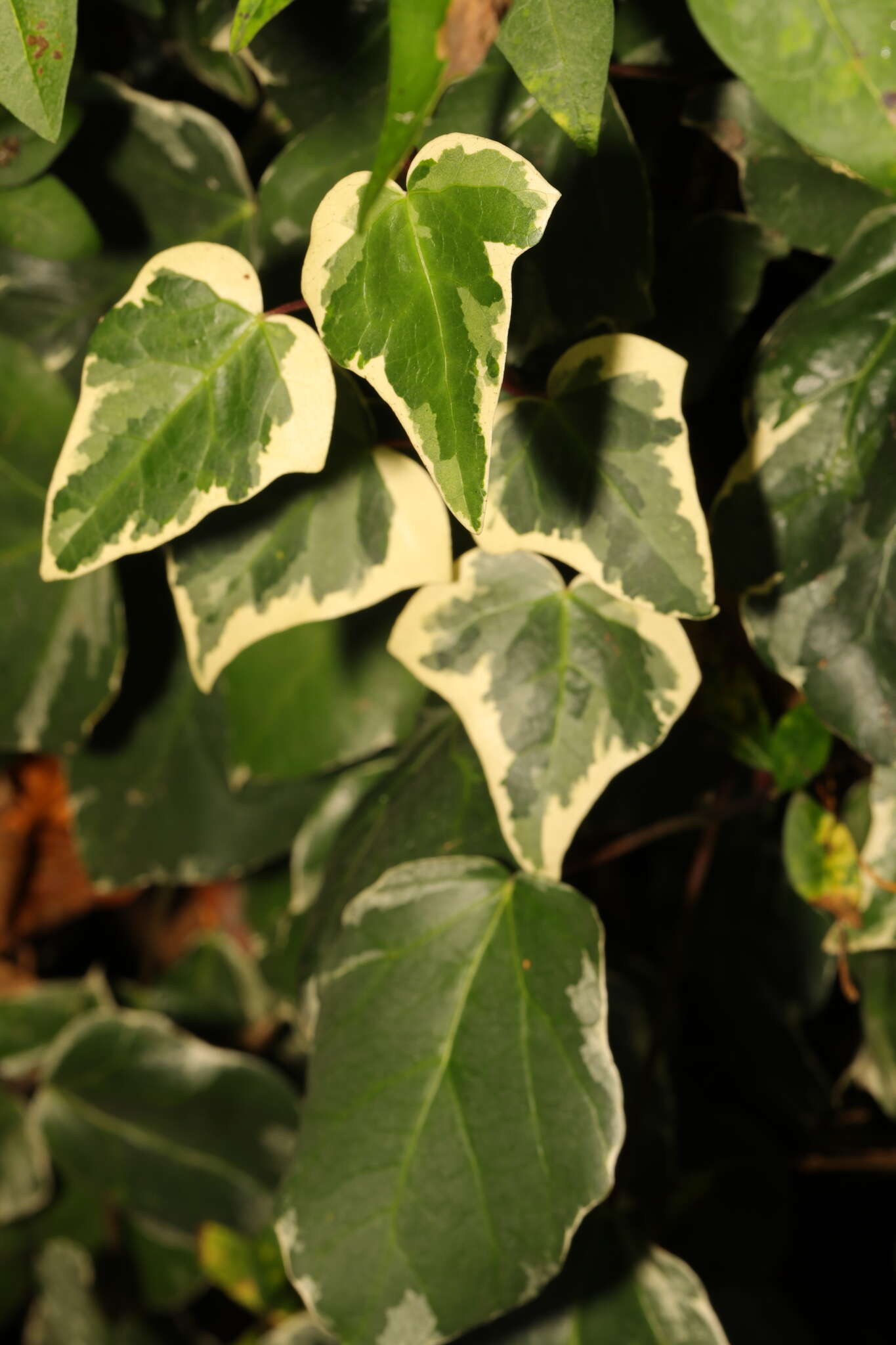 Image of Algerian Ivy