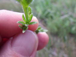 Image of finebranched popcornflower