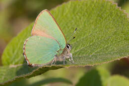 Imagem de Callophrys rubi (Linnaeus 1758)