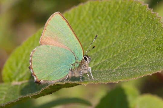 Image of Green Hairstreak