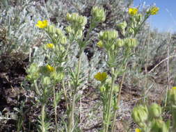 Image de Potentilla pensylvanica L.