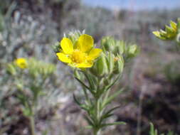 Image de Potentilla pensylvanica L.