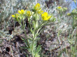 Image de Potentilla pensylvanica L.