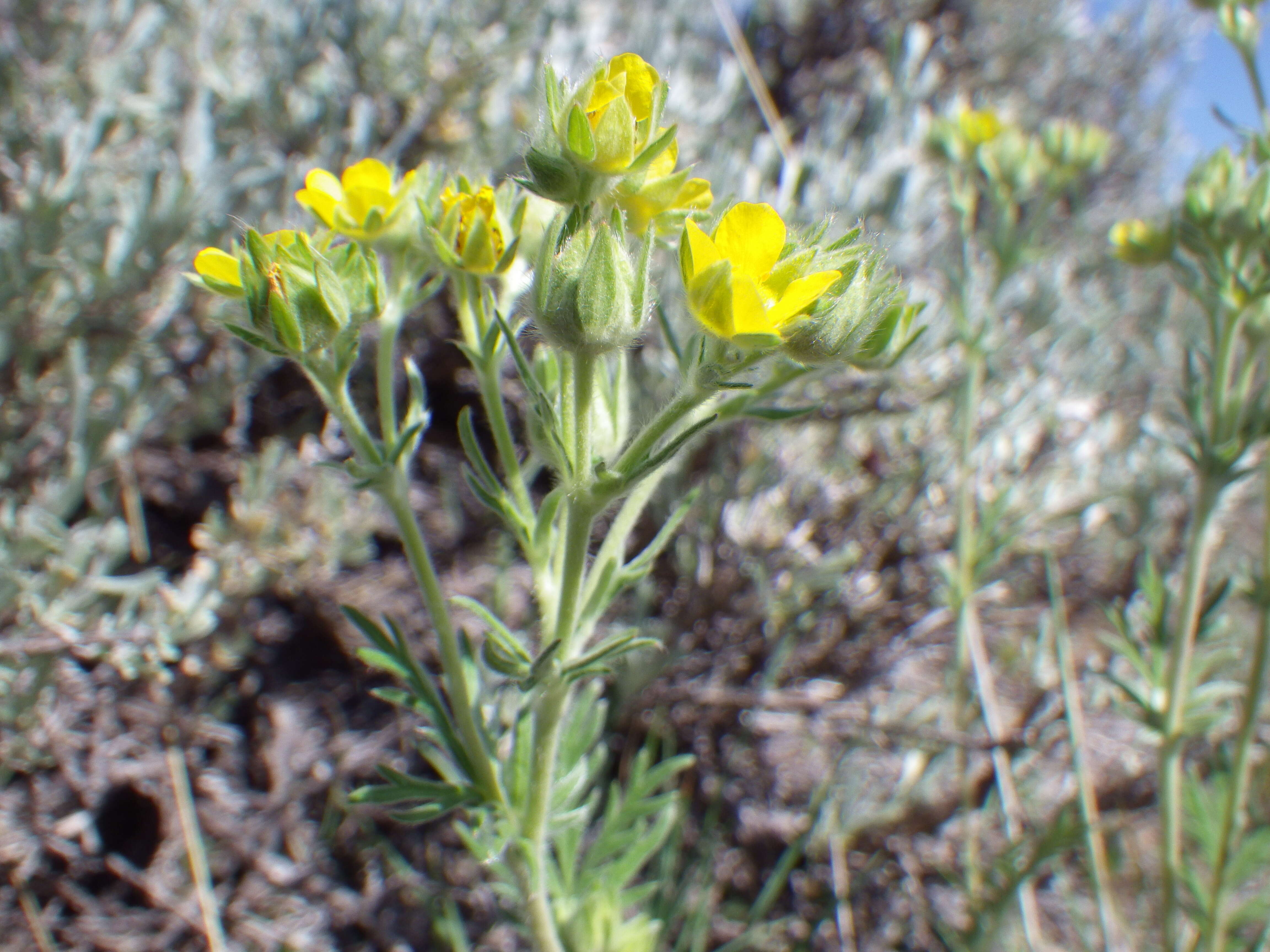 Image de Potentilla pensylvanica L.