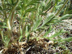 Image de Potentilla pensylvanica L.