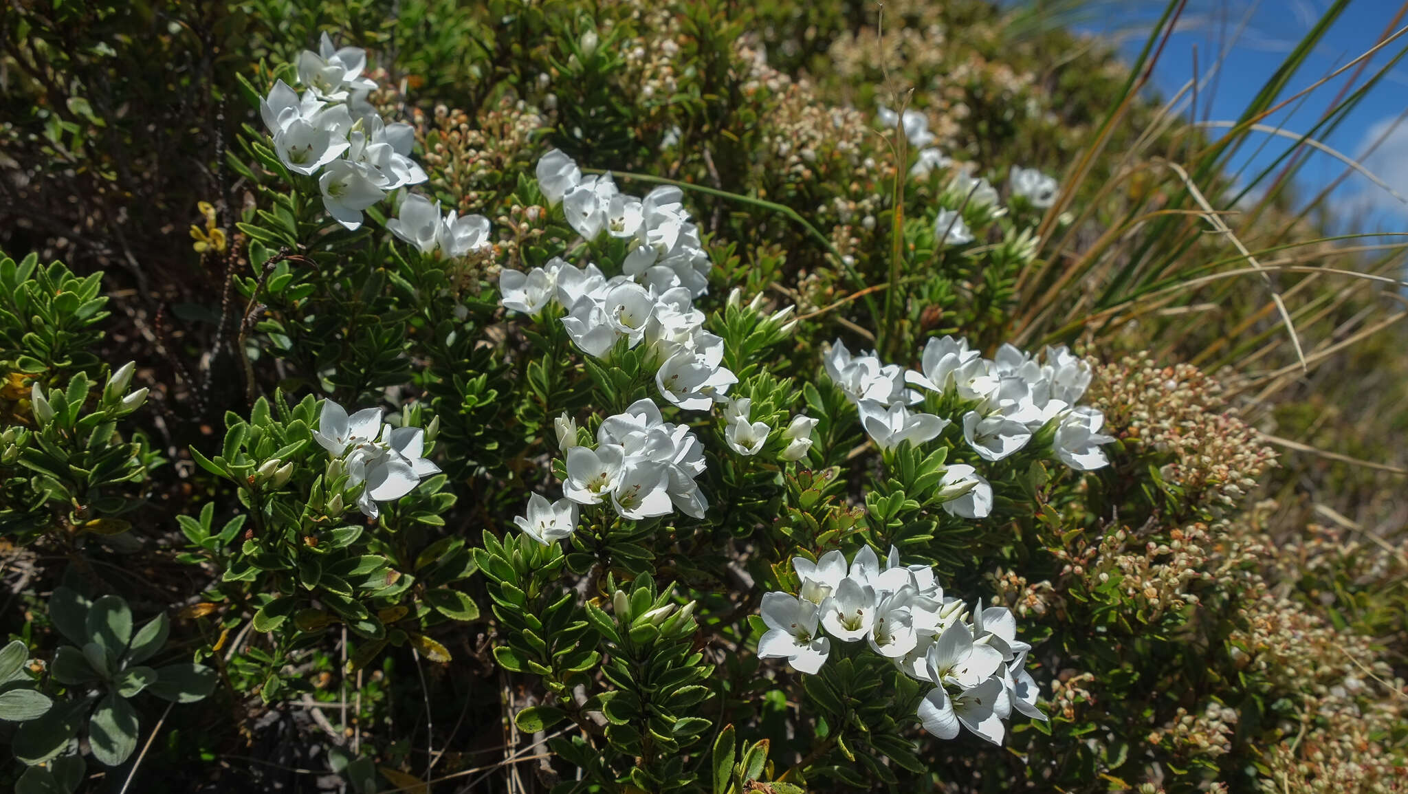 Image of Veronica macrantha Hook. fil.