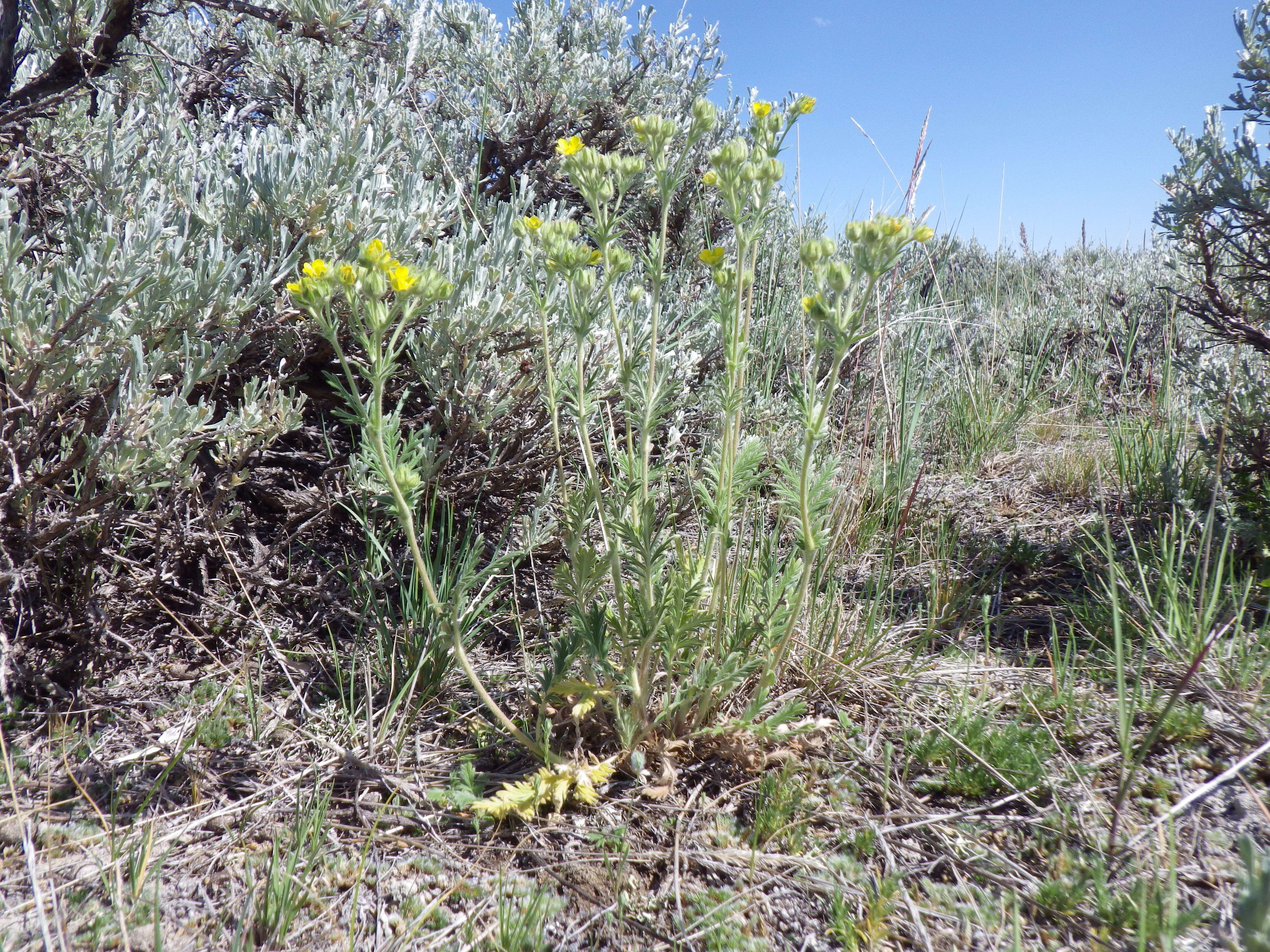 Image de Potentilla pensylvanica L.