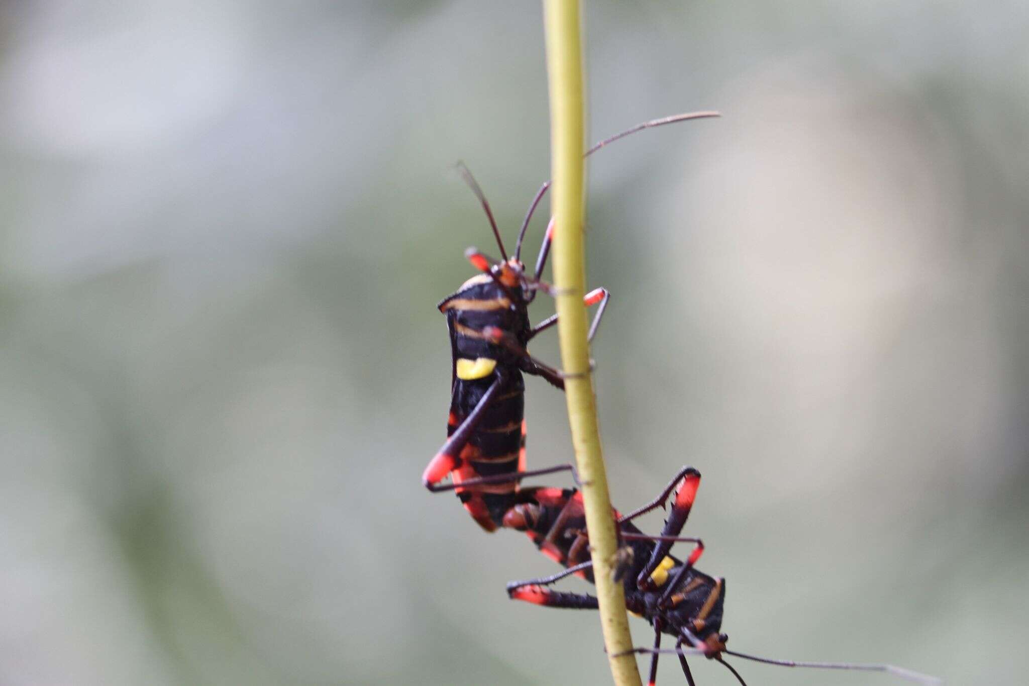 Image of Schaeferocoris ecuadorensis O'Shea 1980