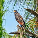 Image of Rufous Crab Hawk