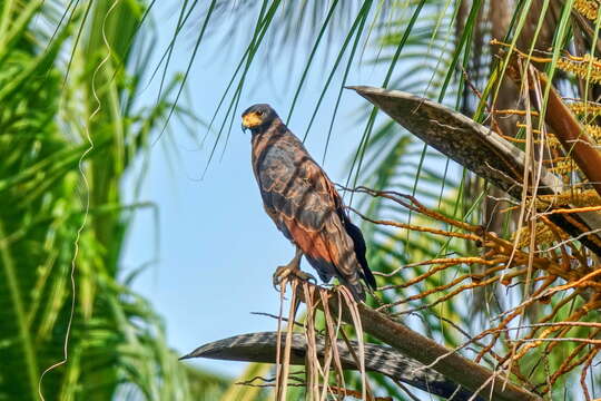 Слика од Buteogallus aequinoctialis (Gmelin & JF 1788)