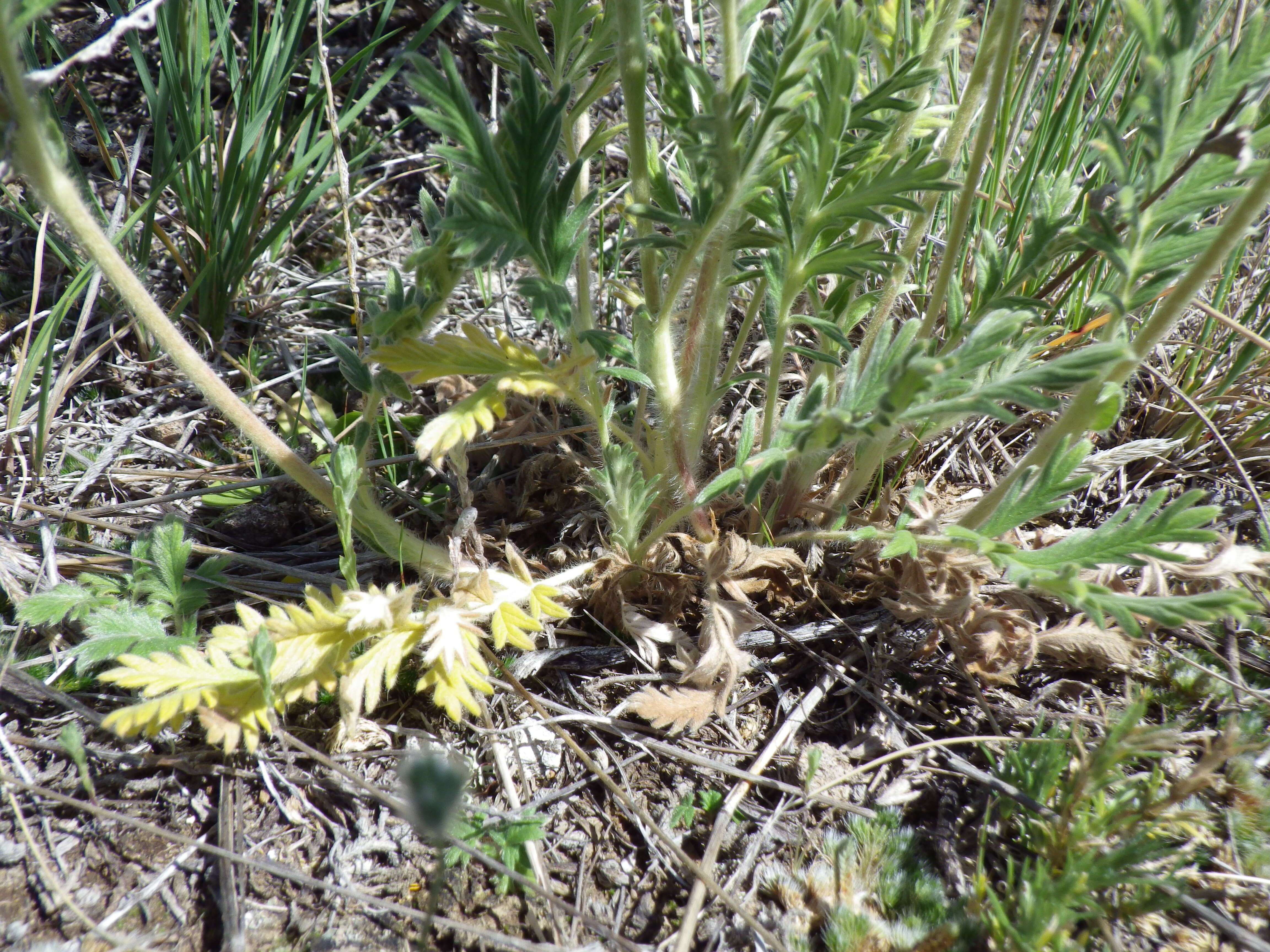 Image de Potentilla pensylvanica L.