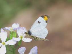 Image de Anthocharis scolymus Butler (1866)