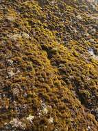 Image of andreaea moss