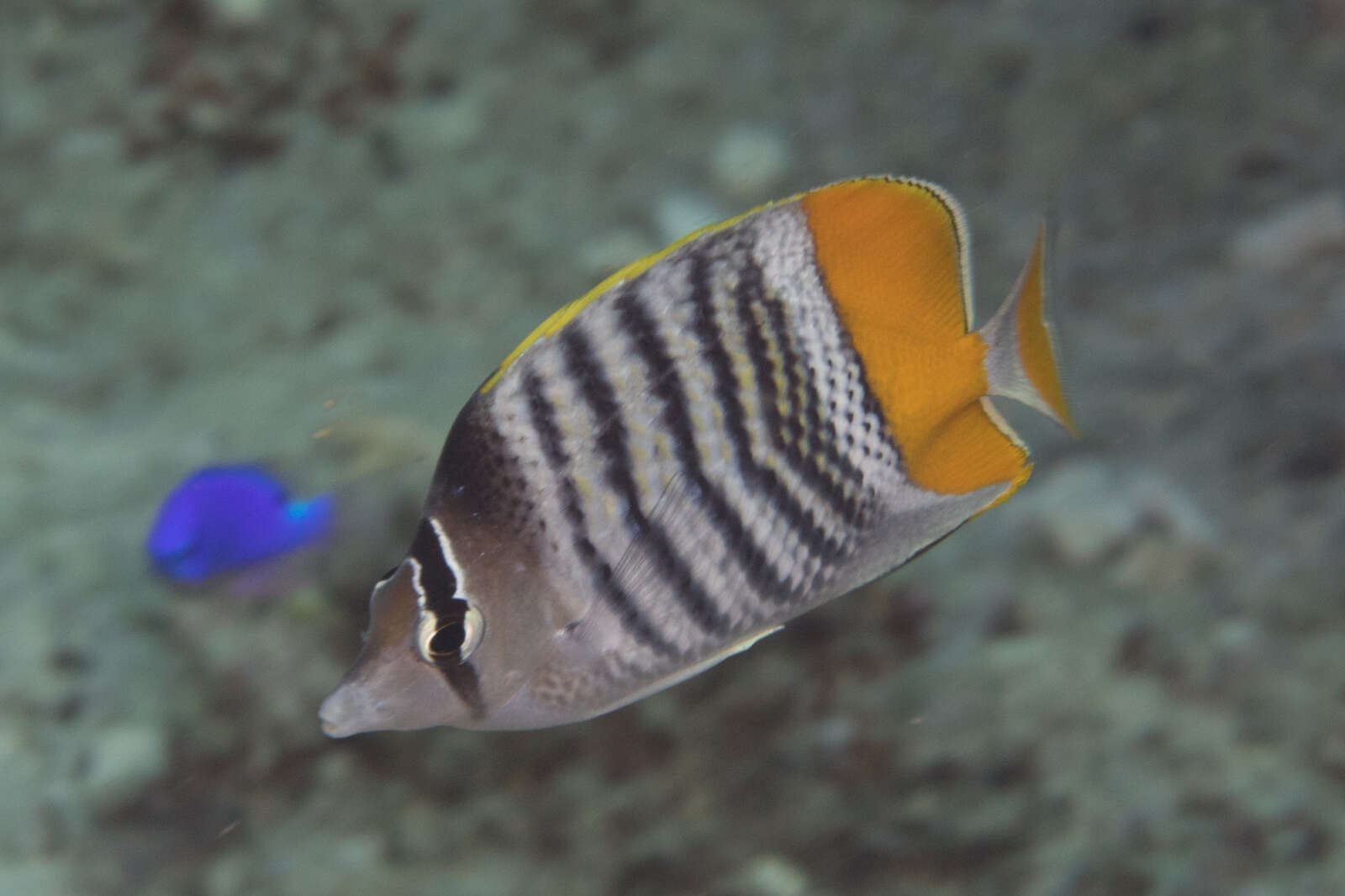 Image of Atoll Butterflyfish