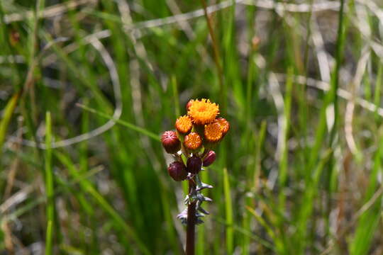 Image of Weak-Stem Groundsel