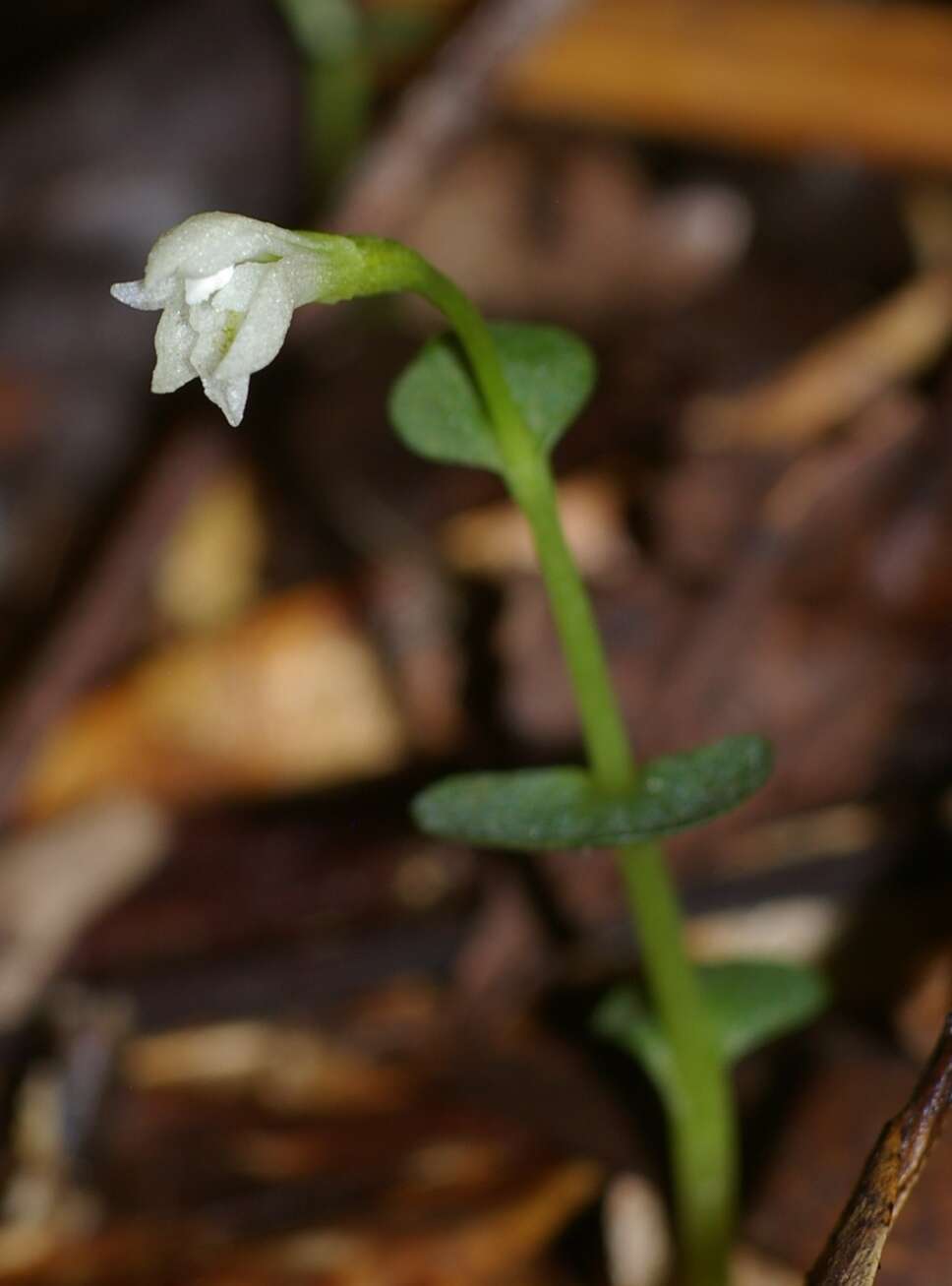 Sivun Triphora amazonica Schltr. kuva