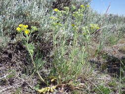 Image de Potentilla pensylvanica L.