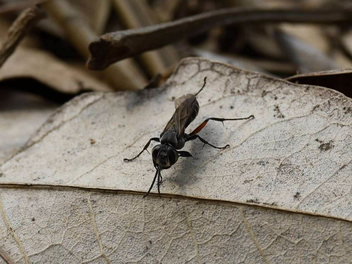 Image of Crabronid wasp