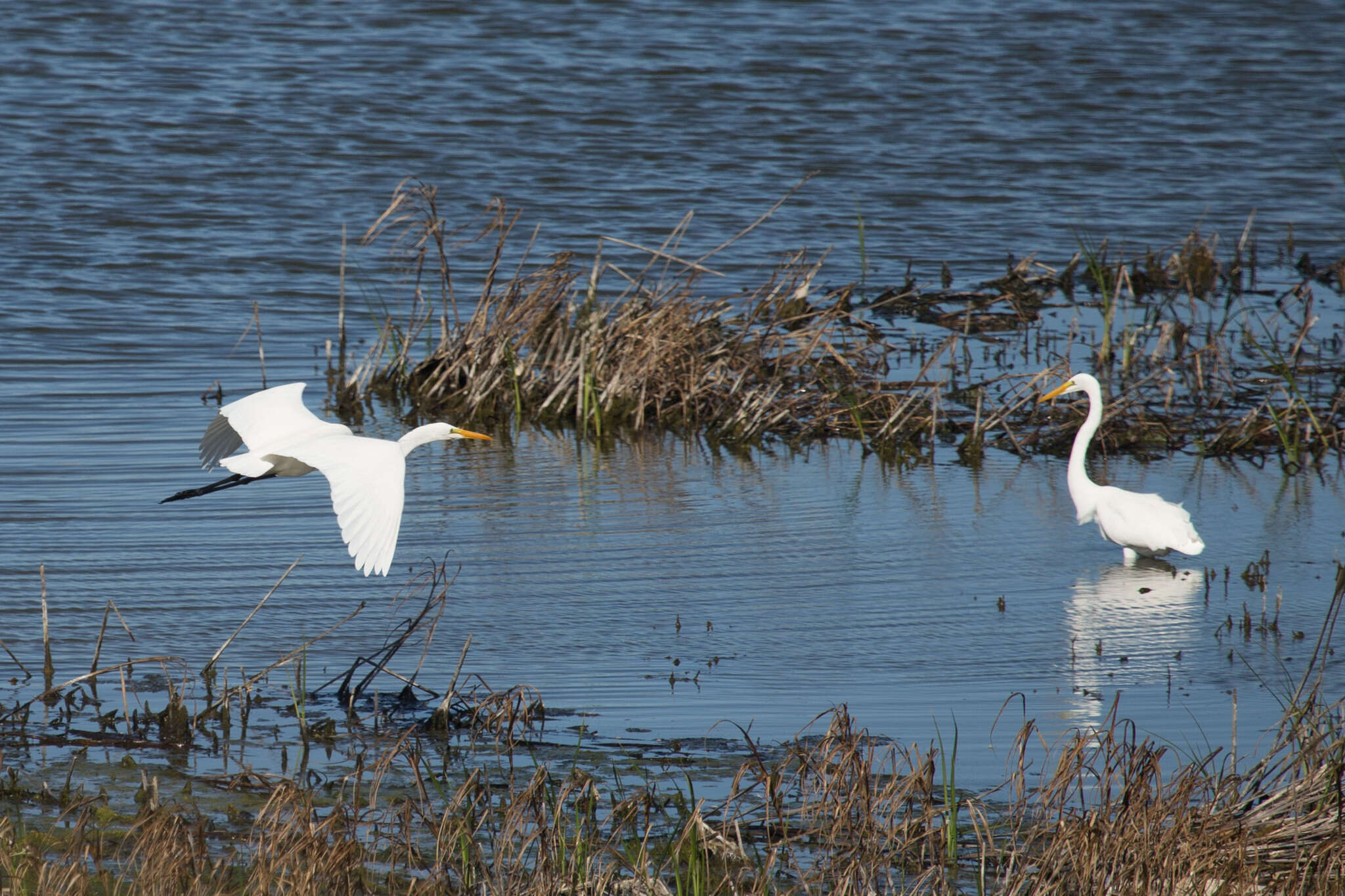 Image of Great Egret