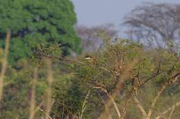 Plancia ëd Centropus senegalensis (Linnaeus 1766)