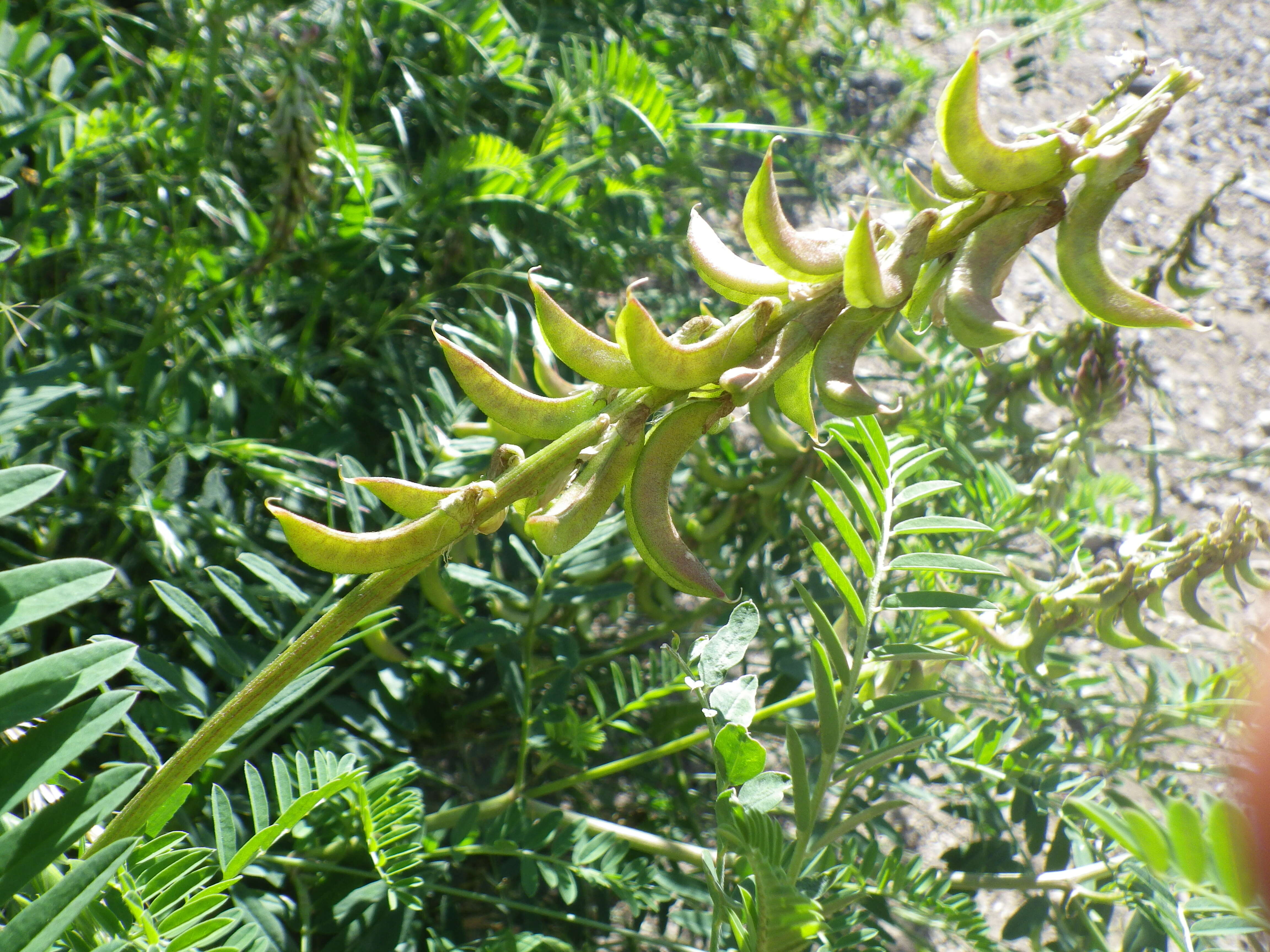 Image of Russian milkvetch