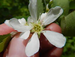 Слика од Amelanchier alnifolia (Nutt.) Nutt.