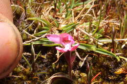Image of Caladenia nana subsp. nana