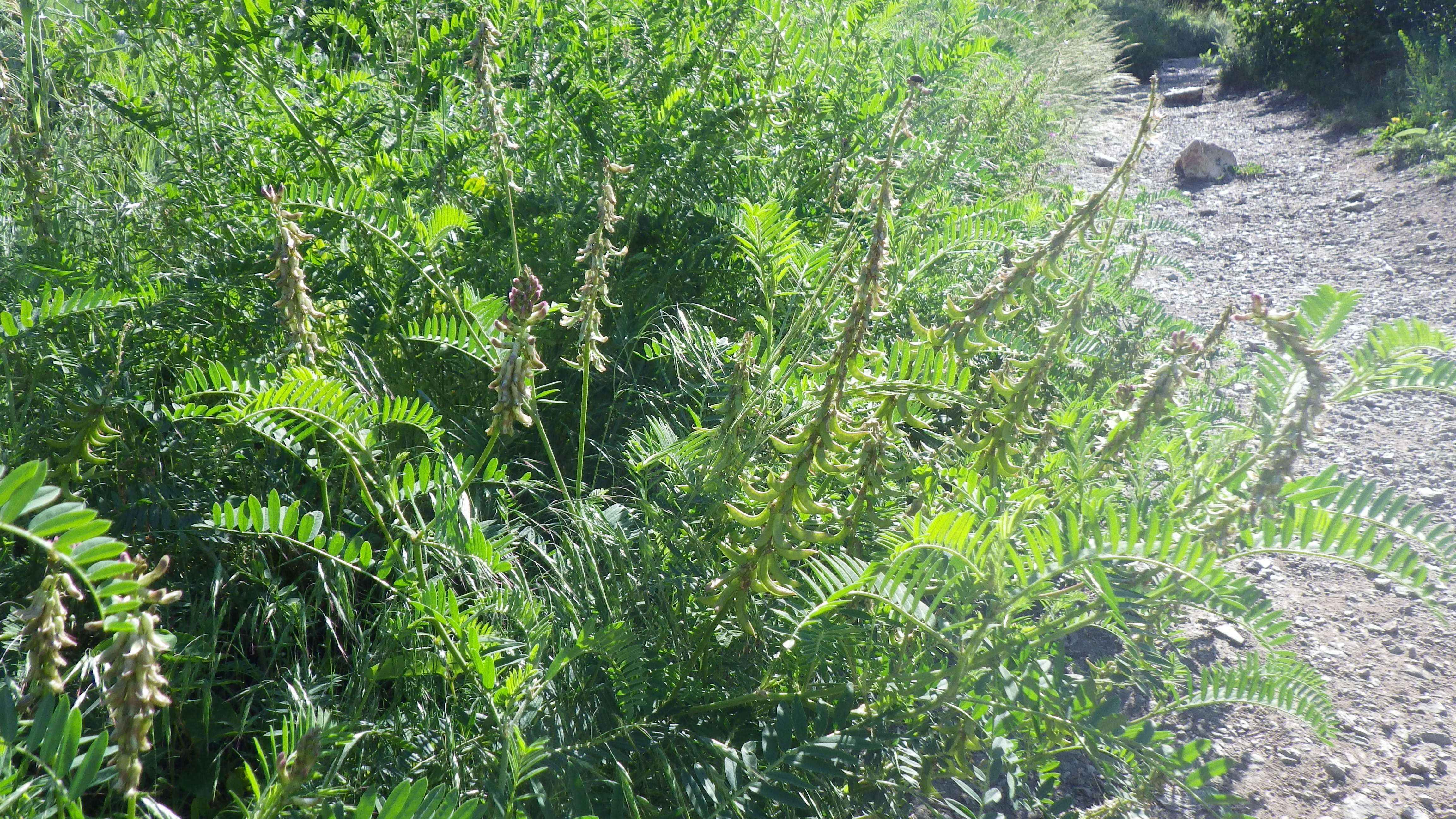 Image of Russian milkvetch