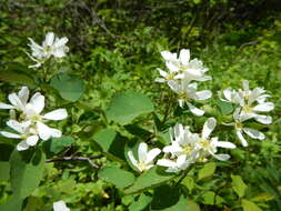 Image of Saskatoon serviceberry