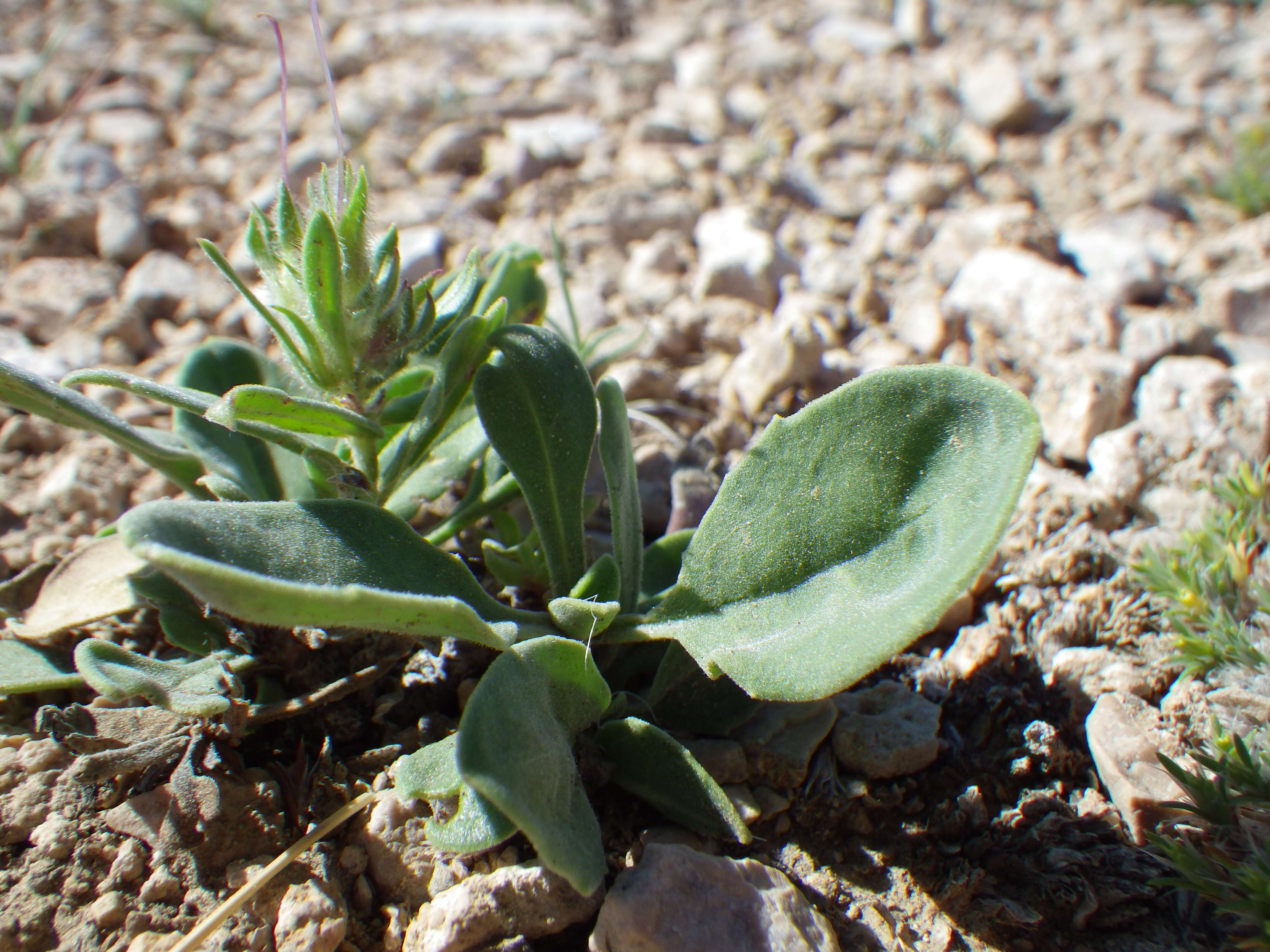 Image of fuzzytongue penstemon