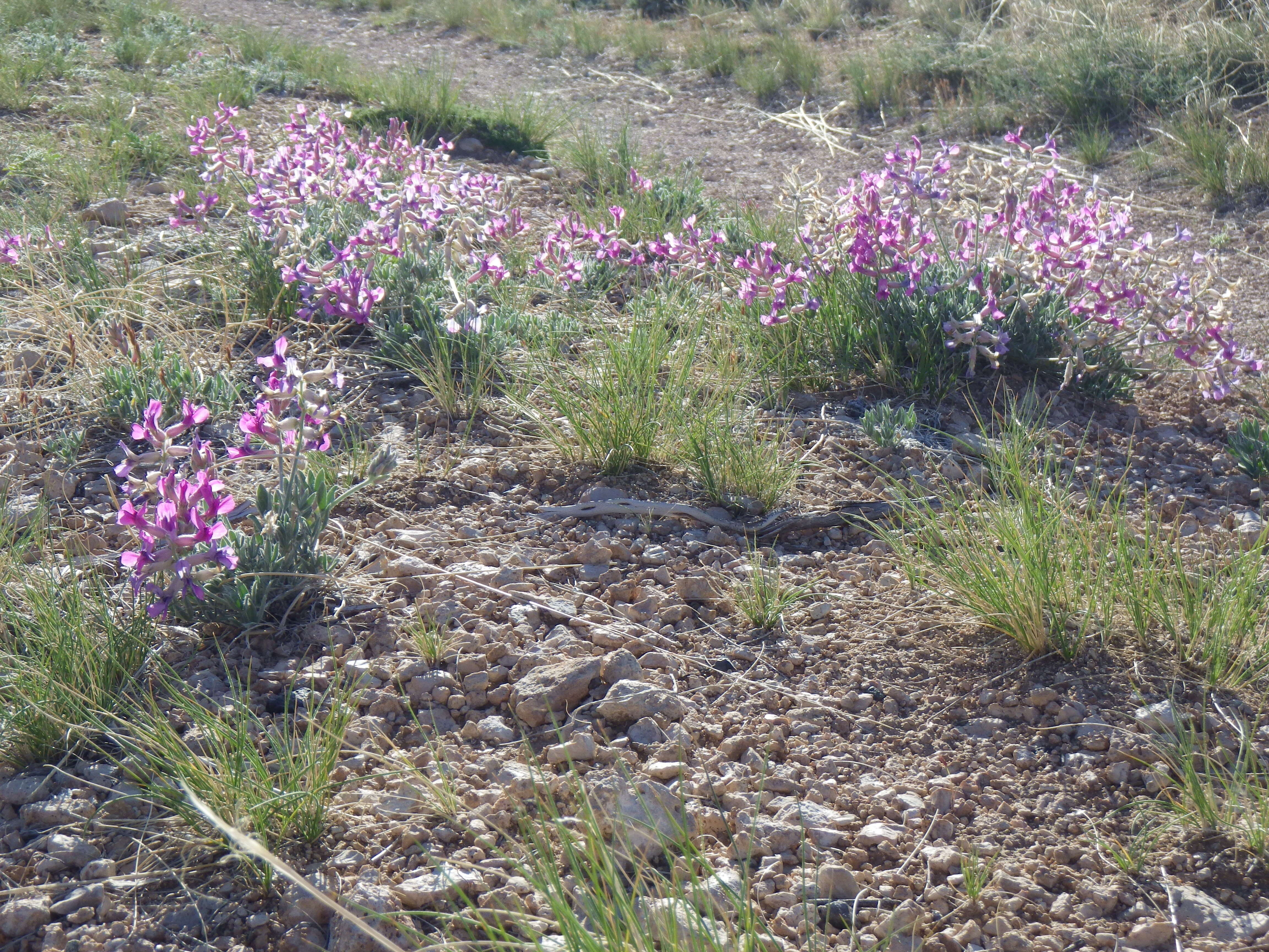 Image of white locoweed