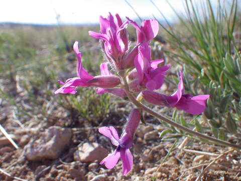 Image of white locoweed