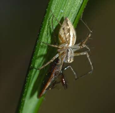 Image of Oxyopes elegans L. Koch 1878