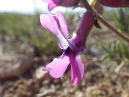 Image of white locoweed