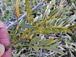 Image of Virgilia oroboides subsp. ferruginea B.-E. van Wyk