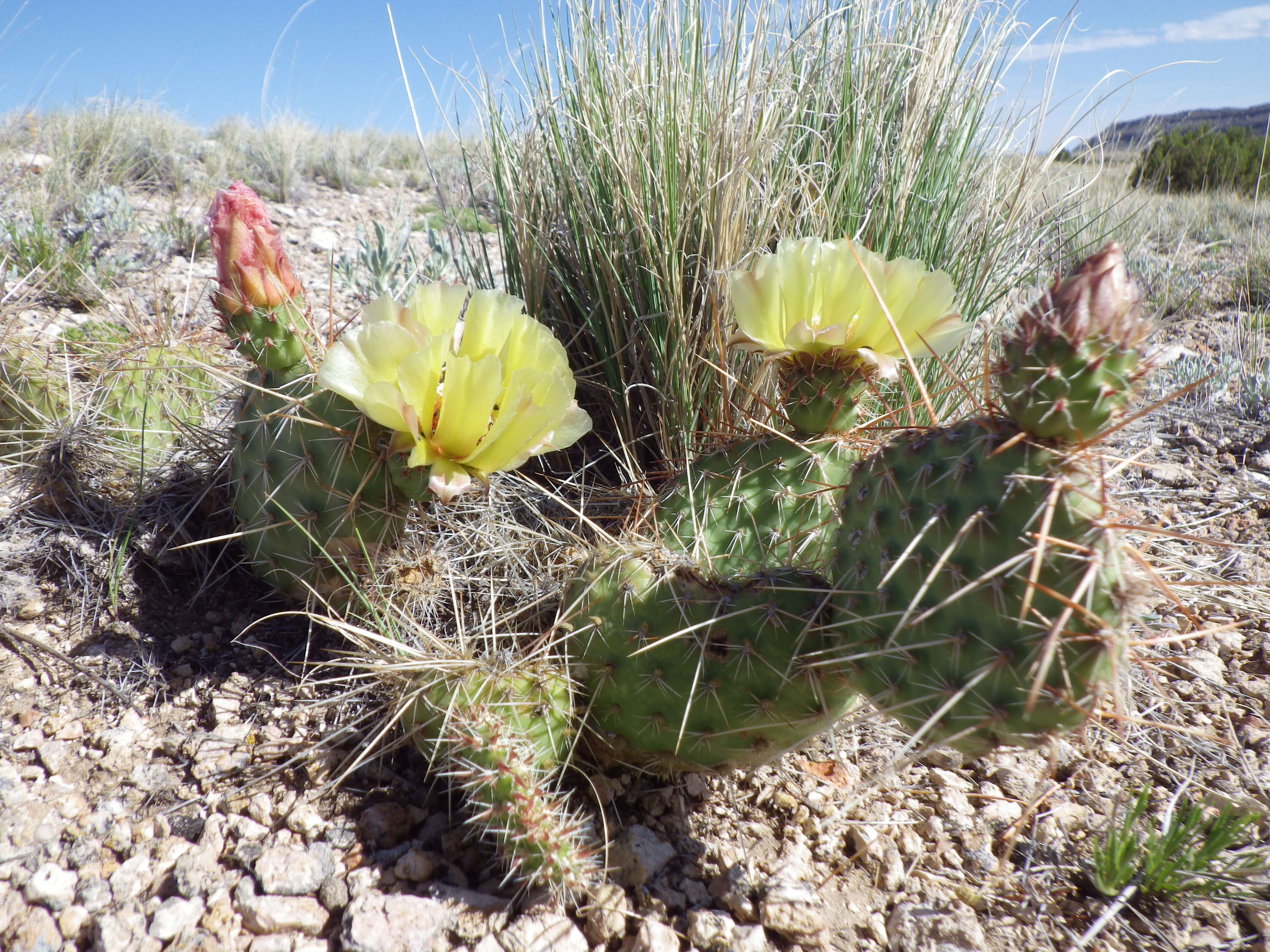 Image of Panhandle Prickly-pear