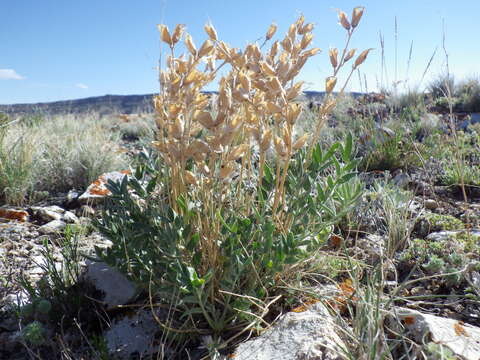 Image of white locoweed