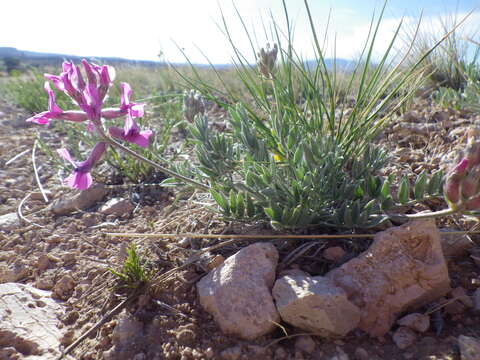 Image of white locoweed