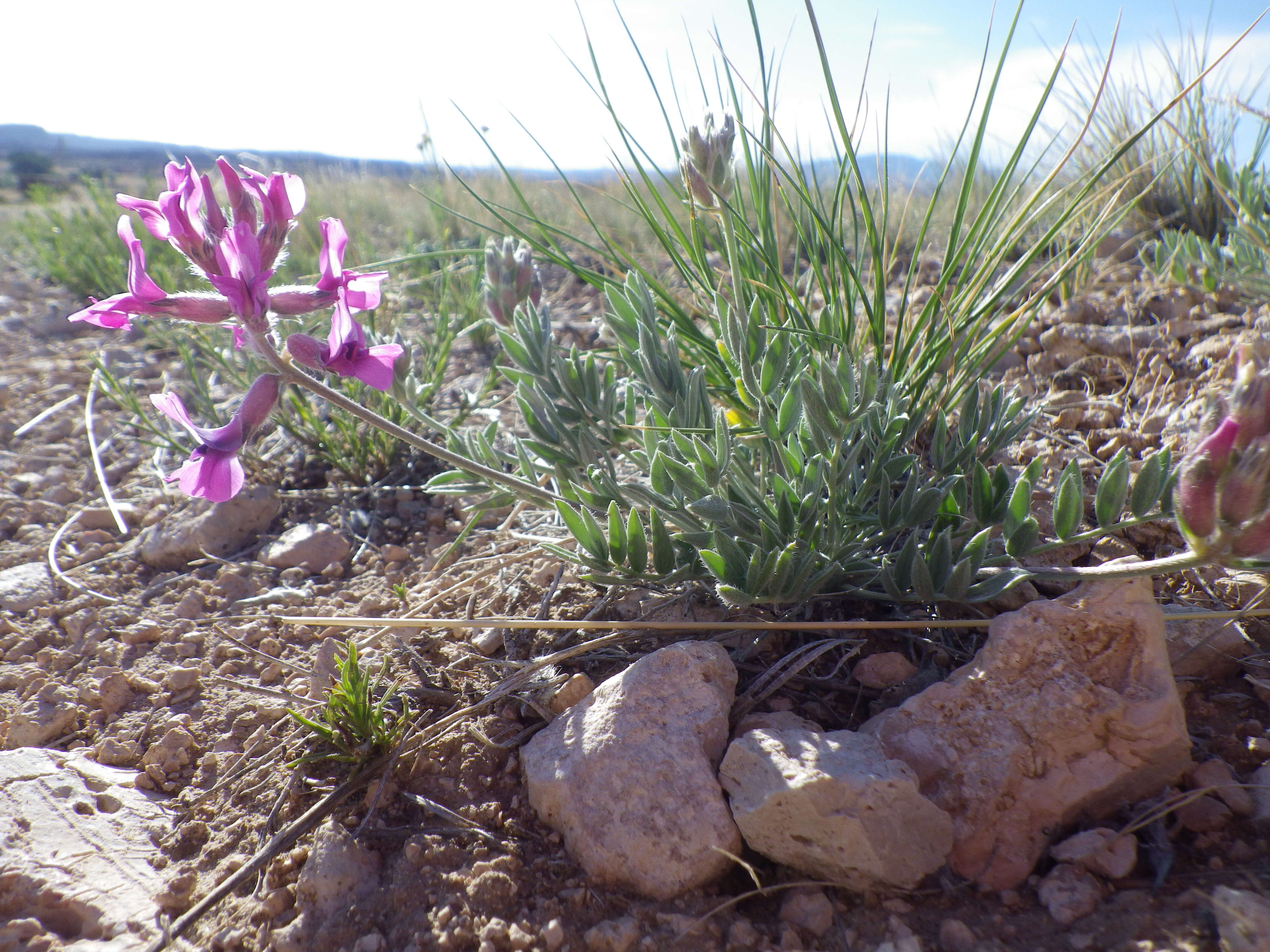 Image of white locoweed